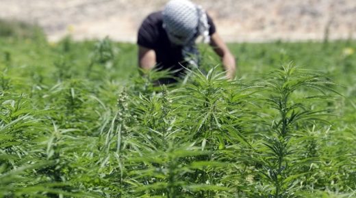 انعقاد مجلس إدارة الوكالة الوطنية لتقنين الأنشطة المتعلقة بالقنب الهندي المتعلق بالاستعمالات المشروعة للقنب الهندي
