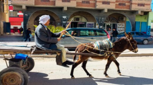 مجلس الدار البيضاء يحسم في قرار منع العربات المجرورة من التجول داخل المدينة