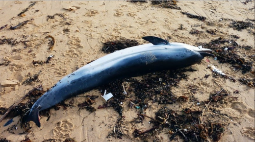 أمواج بحيرة مارتشيكا تلفظ جثة دلفين قرب رصيف الكورنيش