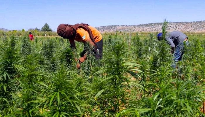 تدشين أول معمل لتحويل القنب الهندي واستخراج مواد لاستعمالها في الصناعات الغذائية والطبية بإقليم شفشاون