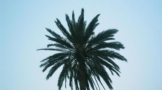 سقوط نخلة بمراكش كاد أن يودي بحياة فتاتين