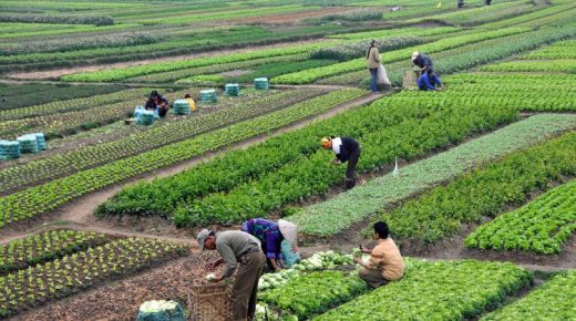 استطلاع : “مخطط المغرب الأخضر” 89,3 % من المغاربة غير راضين بشكل عام عليه
