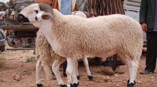 مهنيون يتوقعون ارتفاع أسعار أضاحي العيد