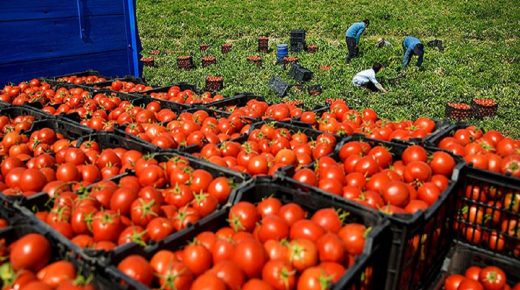 أسعار الطماطم تسجل انخفاضا ملموسا قبل أيام قليلة من عيد الأضحى