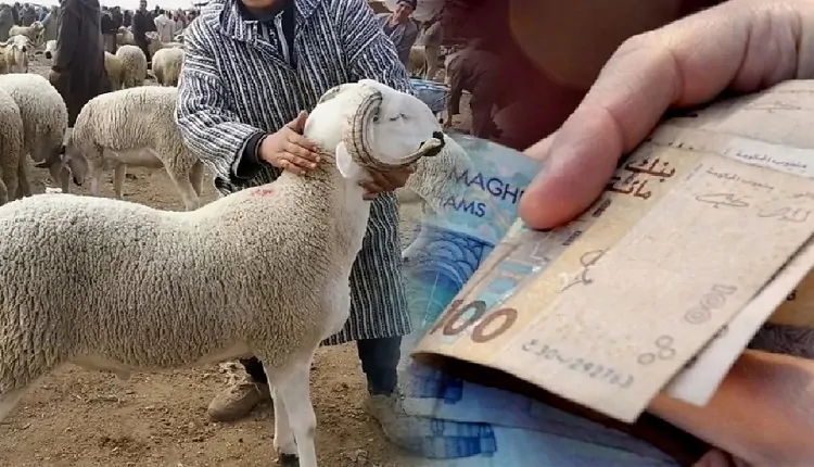 انتقادات تزايد ارتفاع أسعار الاضاحي