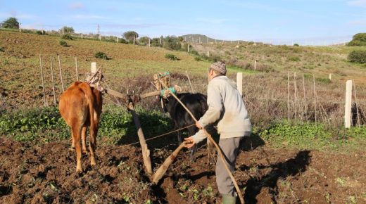 حسيمة :المخطط الفلاحي الإقليمي لتنزيل استراتيجية الجيل الأخضر مواصلة دينامية التنمية وإعطاء الأولوية لتأهيل العنصر البشري