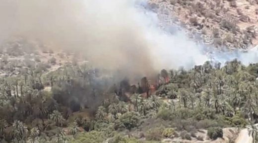 اندلاع حرائق على مستوى مزارع واحة تاركا نتوشكا اندلاع حريق مهول