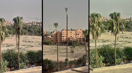 حركة مغرب البيئة 2050 تراسل رئيسة المجلس الجماعي لمراكش لوقف التنخيل