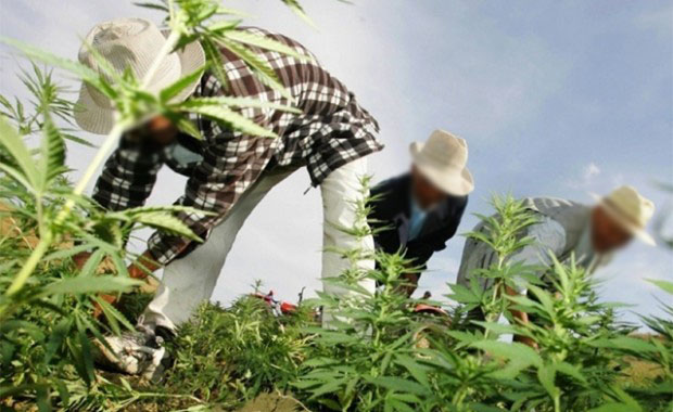 عرض التجربة المغربية في مجال تقنين الأنشطة المتعلقة بالقنب الهندي