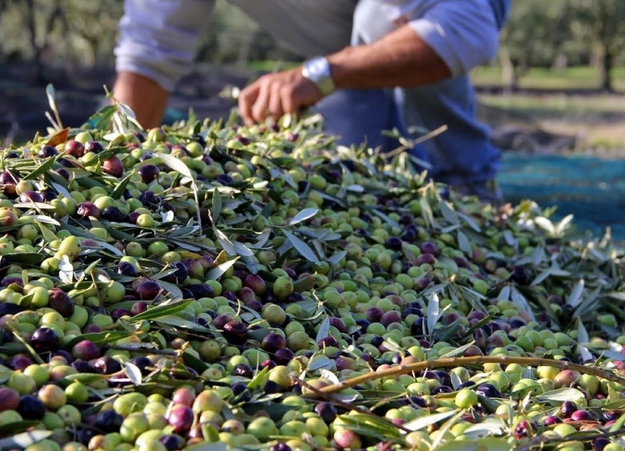 الإنتاج المتوقع للزيتون على الصعيد الوطني يبلغ حوالي 1,07 مليون طن برسم خريف 2023