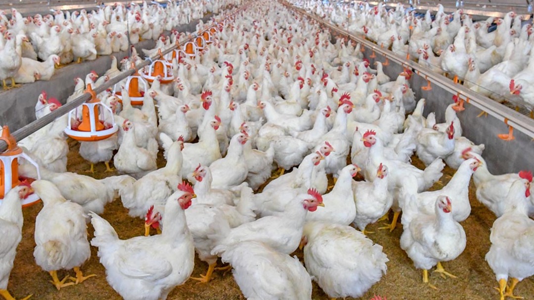 أسعار الدجاج تسجل ارتفاعا بحيث تجاوز ثمنه 21 درهما للكيلوغرام