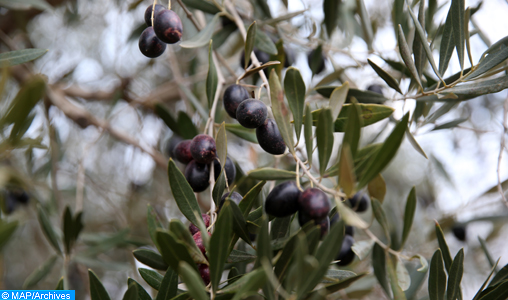 Reportage sur huile d'olive à Sefrou