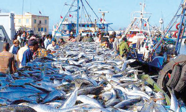حجم مفرغات الصيد الساحلي والتقليدي بميناء طنجة بلغ 667 طنا