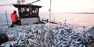 قيمة منتجات الصيد الساحلي والتقليدي المسوقة ارتفعت بنسبة 2 %
