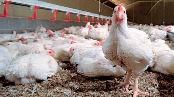 أسعار الدجاج بالمغرب تشهد انخفاضا ملموسا في جل الأسواق الوطنية