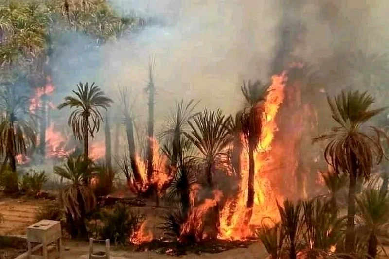 المساحات الغابوية المتضررة من الحرائق سنة 2023 بلغت ما مجموعه 6426 هكتارا