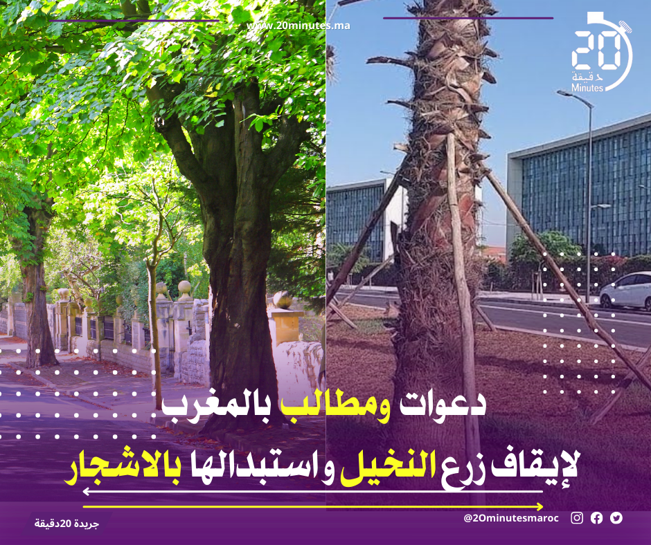 دعوات جديدة لإيقاف زرع النخيل واستبدالها بالاشجار