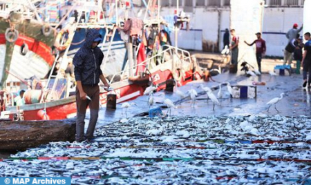   الكميات المفرغة من منتجات الصيد الساحلي والتقليدي على مستوى ميناء الداخلة تسجل ارتفاعا بنسبة 20%