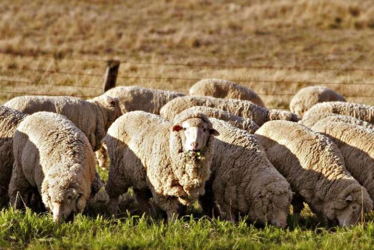 استيراد 21 ألف رأس من الأبقار و124 ألف من الأغنام لتغطية نقص اللحوم في المغرب