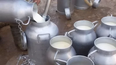 “سل الحليب” يثير القلق.. و”أونسا” تطمئن: لا خطر في المنتجات المرخصة