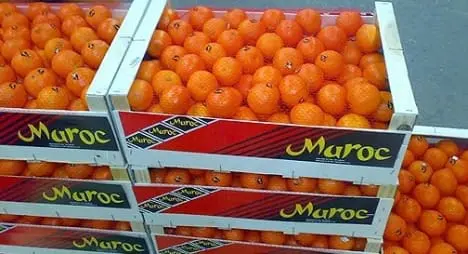 الحمضيات المغربية تغزو اليابان: اختراق جديد في سوق النخبة