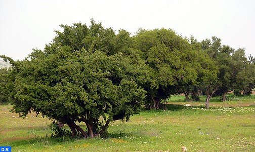 شجرة الأركان في صلب الدبلوماسية البيئية والتنمية المستدامة بالمغرب