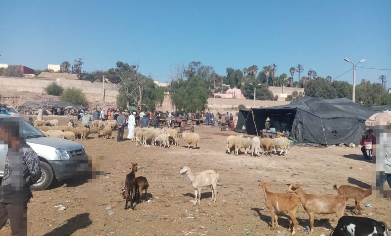 إنزكان تغلق سوق المواشي مؤقتًا وتمنع ذبح الأغنام بالمجزرة الجماعية