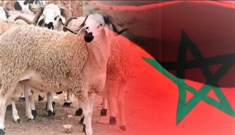 ورش وطني لإعادة تكوين القطيع بتعليمات ملكية وتعبئة واسعة للسلطات