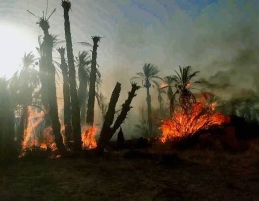 حرائق مهولة تلتهم واحات زاكورة وتحرك واسع للوقاية المدنية والسلطات