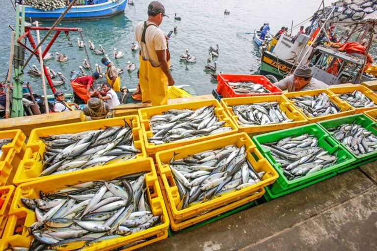 انخفاض بنسبة 17% في كميات الصيد البحري بالمغرب