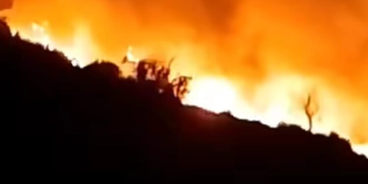 حريق مهول يلتهم غابة عين ألمو ببركان ويستنفِر السلطات