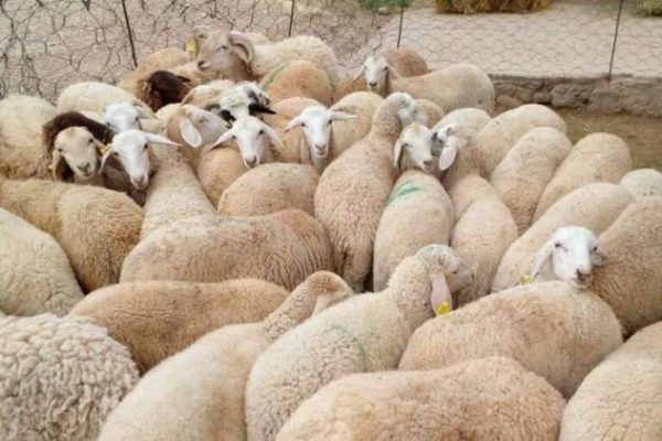 رفع المنع عن ذبح إناث الأغنام والماعز بالمغرب باستثناء الحوامل
