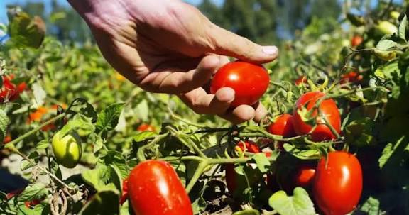 الـ”أونسا” تنفي وجود شظايا معدنية في طماطم كرز مغربية موجهة لأوروبا