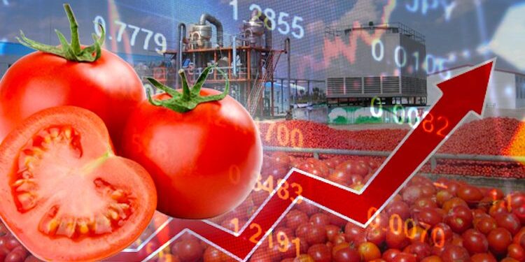 حرب الأسواق على الطماطم.. المغرب يواجه الاتهامات الفرنسية بالمعايير الدولية