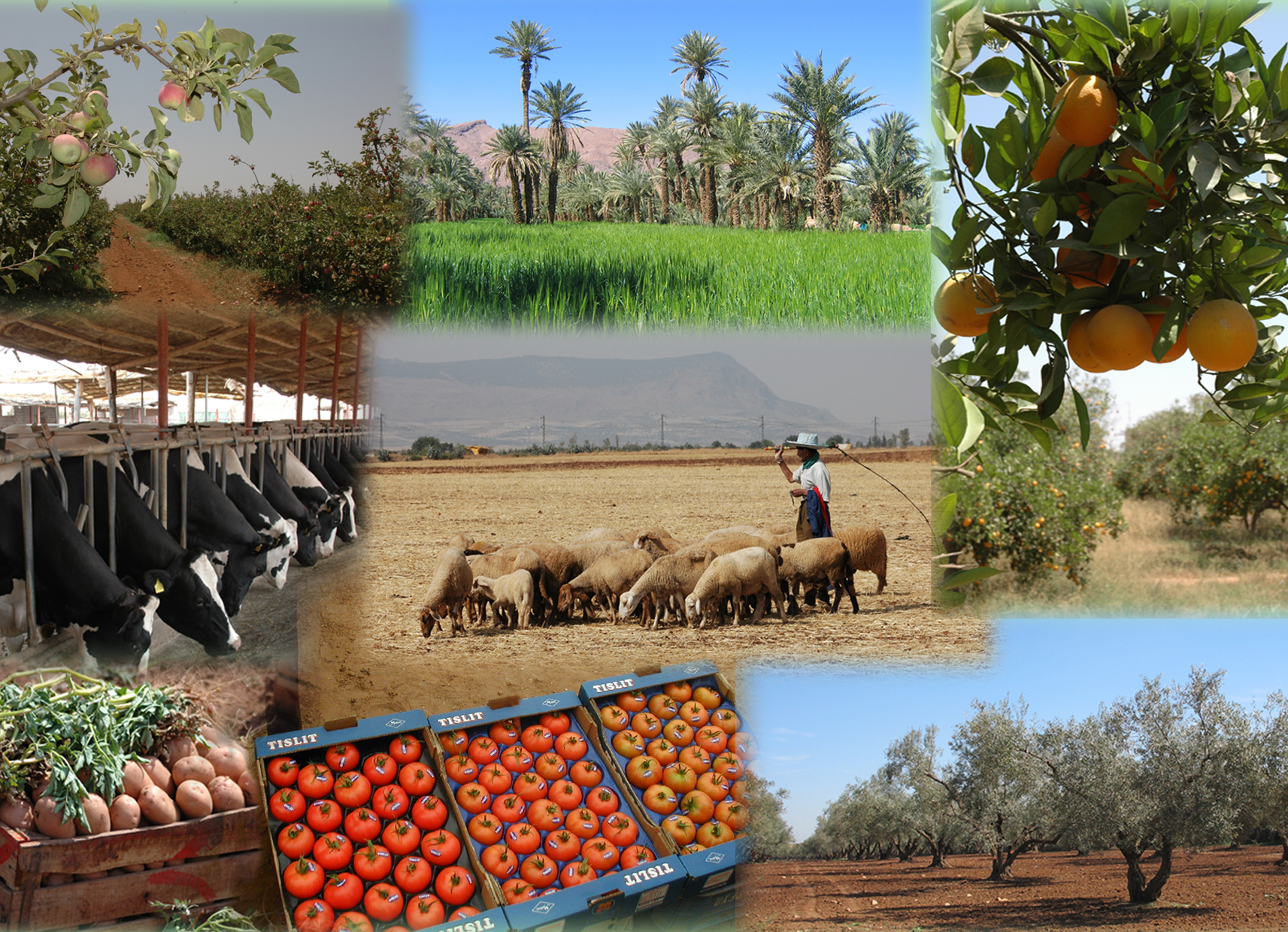 القطاع الفلاحي يعزز استثماراته ويضاعف مساحات الزرع المباشر في أفق 2030