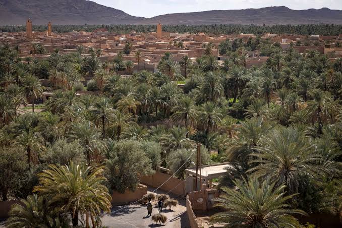 واحات فجيج تحصد 10 آلاف طن من التمور.. مشاريع ضخمة لتعزيز الأمن المائي والتنمية الفلاحية