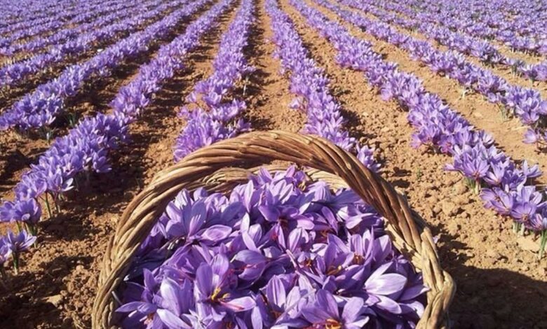 رفع الرسوم الجمركية لحماية الزعفران المغربي من المنافسة غير العادلة