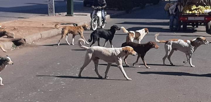 فاجعة رأس السنة بمراكش تجر ملف الكلاب الضالة إلى قبة البرلمان