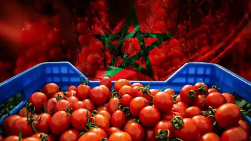 158.9 مليون كيلوغرام من الطماطم المغربية نحو أوروبا