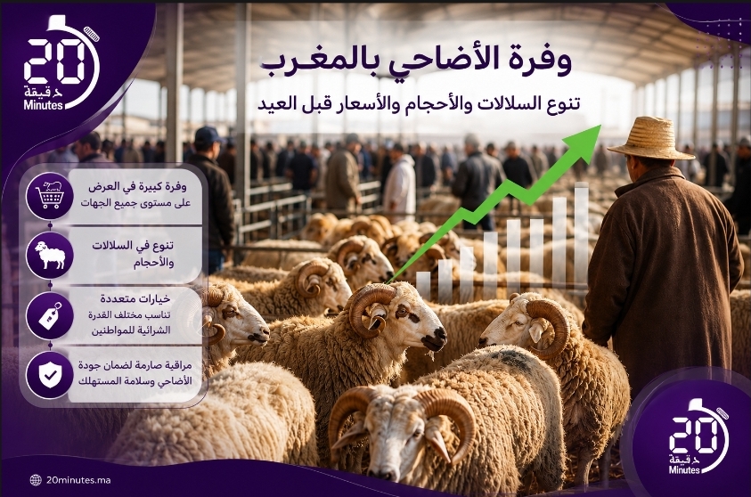 وزارة الفلاحة تؤكد وفرة الأضاحي بالمغرب وتنوع الأسعار قبل العيد