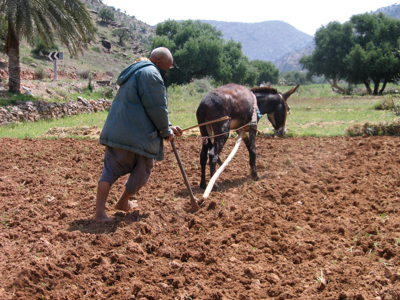 إكراهات إدماج الفلاحين الصغار في الحماية الاجتماعية تثير الجدل