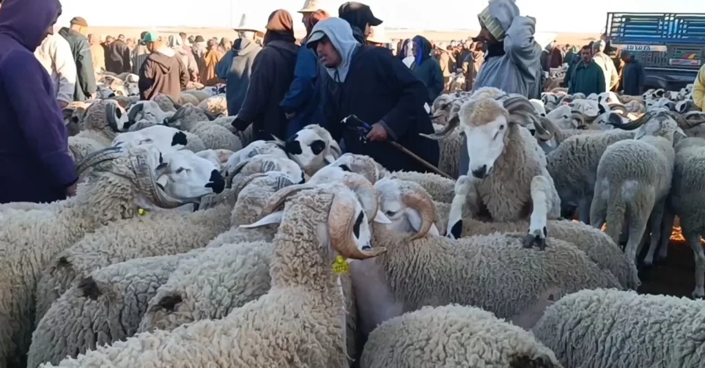 عيد الأضحى 2026.. جهة الشرق تعبئ أسواق الماشية وترقيم أزيد من 267 ألف رأس