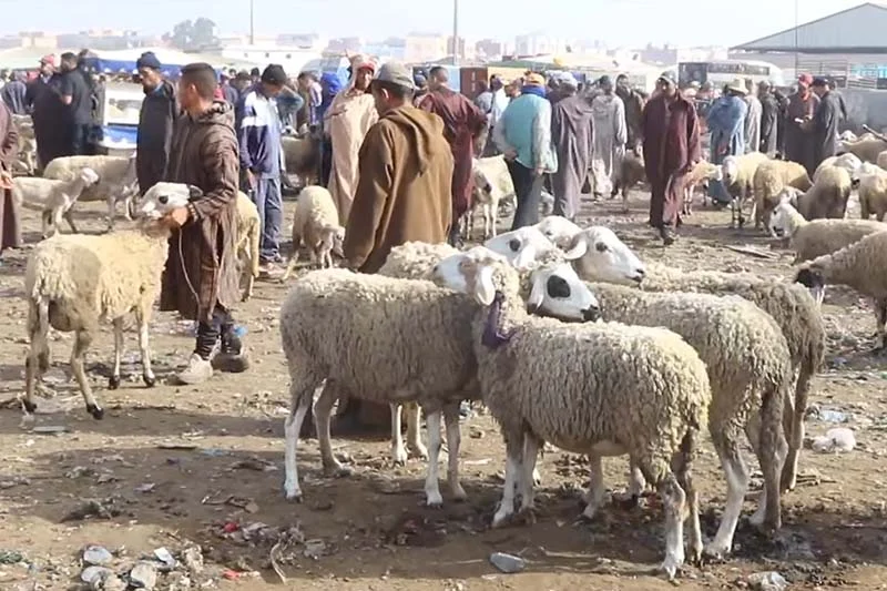 تنظيم استثنائي لأسواق الأضاحي مع اقتراب عيد الأضحى