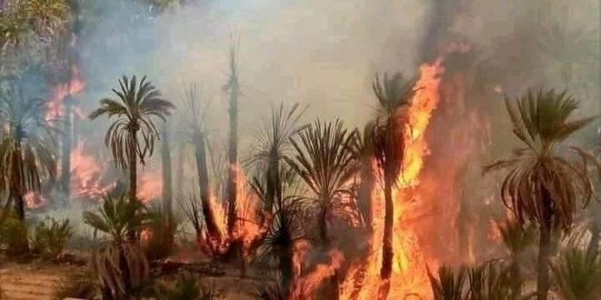 مطالب بدعم وتعويض فلاحي واحة انضفيان بعد خسائر الحريق