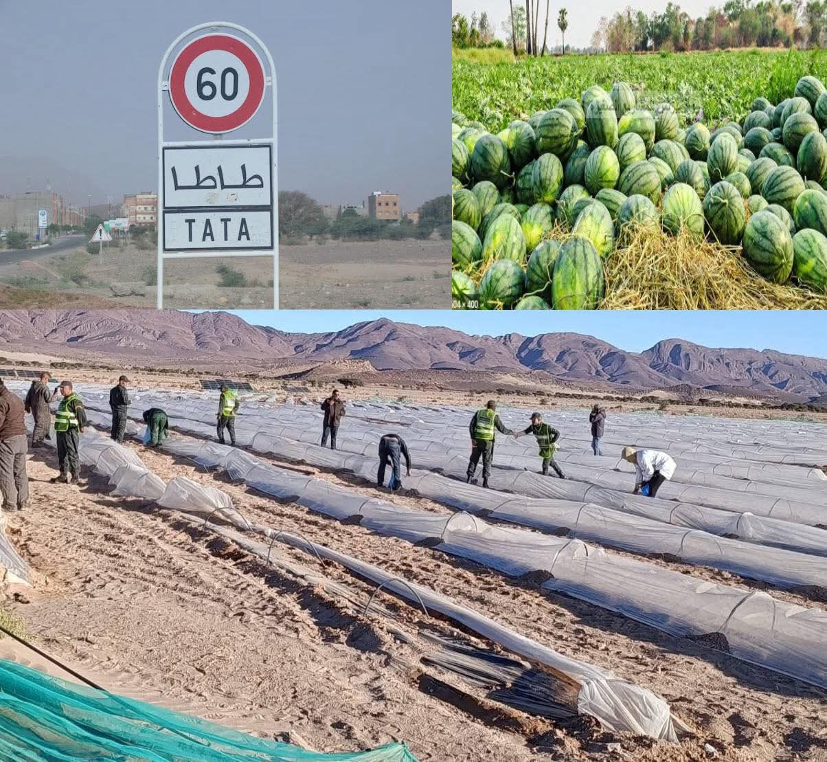 طاطا تمنع زراعة البطيخ والزراعات المستنزفة للمياه خلال الموسم الفلاحي الجديد